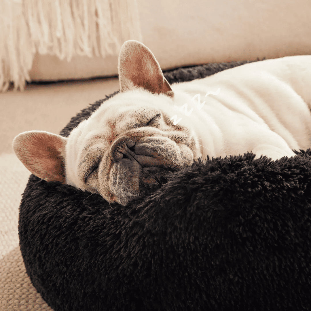 NidoLove®– El abrazo más cálido para tu mascota 🐾