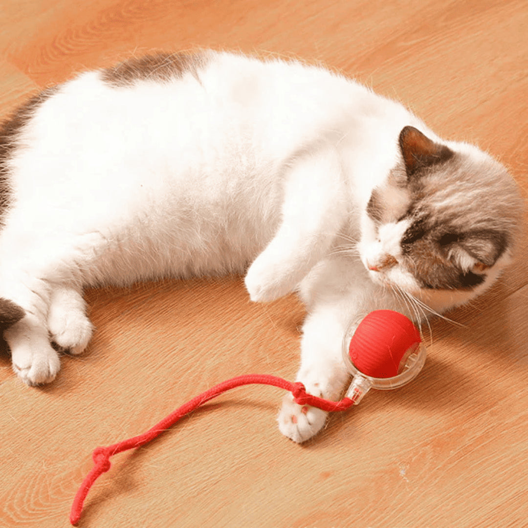PetBall Smart®| Diversión para tu peludo.