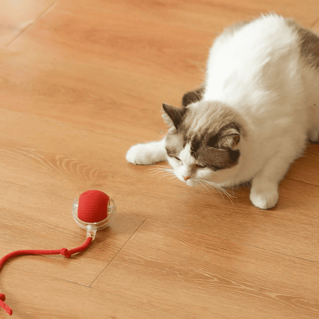 PetBall Smart®| Diversión para tu peludo.